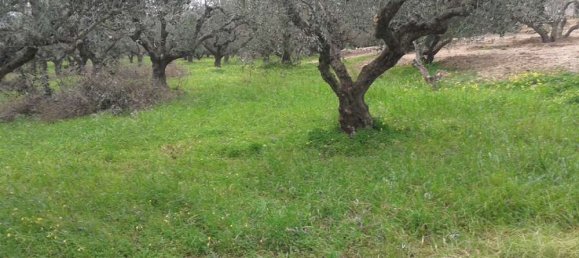 Terra em Zakynthos, Greece N.º 544 7