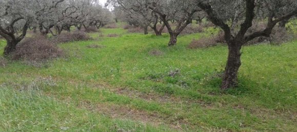 Terra em Zakynthos, Greece N.º 544 4