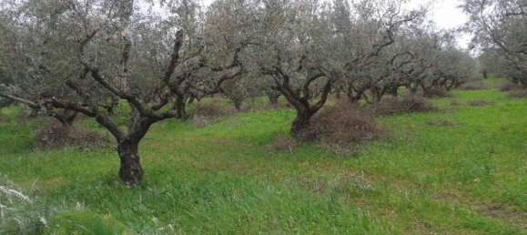 Terra em Zakynthos, Greece N.º 544 3