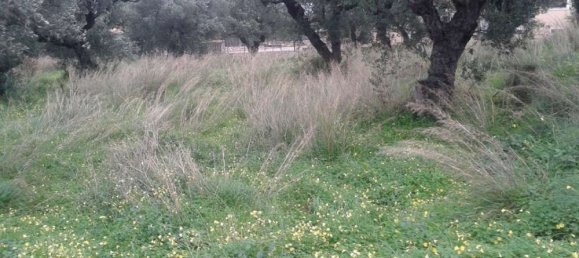Terra em Zakynthos, Greece N.º 544 11