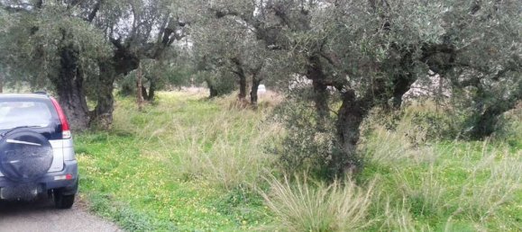 Terra em Zakynthos, Greece N.º 544 6