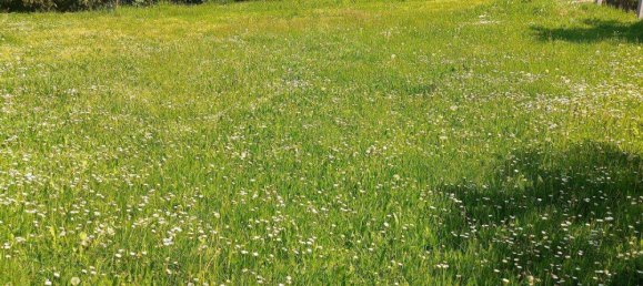 3-Zimmer Bungalow in Enzersdorf an der Fischa, Austria, Nr. 215797 6