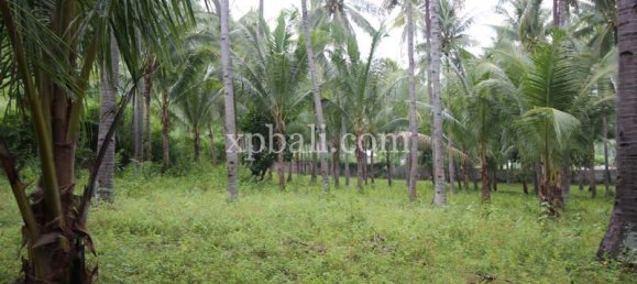 Terreno en West Nusa Tenggara, Indonesia 12000 m² No. 4081 11