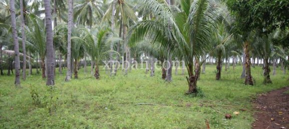 Terreno en West Nusa Tenggara, Indonesia 12000 m² No. 4081 15