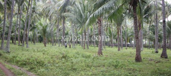 Terreno en West Nusa Tenggara, Indonesia 12000 m² No. 4081 8