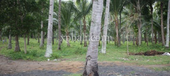 Terreno en West Nusa Tenggara, Indonesia 12000 m² No. 4081 23