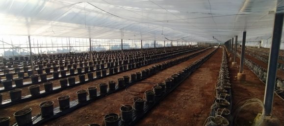  قطعة أرض في Decimomannu, Italy 13000متر مربع رقم 83217 17