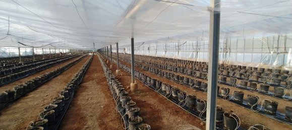  قطعة أرض في Decimomannu, Italy 13000متر مربع رقم 83217 18