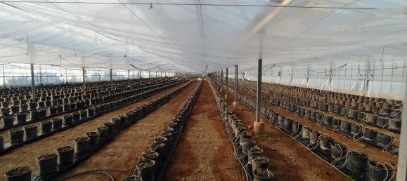  قطعة أرض في Decimomannu, Italy 13000متر مربع رقم 83217 19