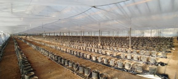  قطعة أرض في Decimomannu, Italy 13000متر مربع رقم 83217 20