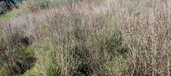 Terreno em Torres Vedras, Portugal 1000 m² N.º 148446 3