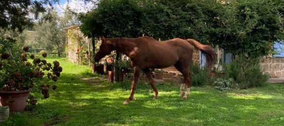 12 rooms House in Orvieto, Italy No. 141902 29