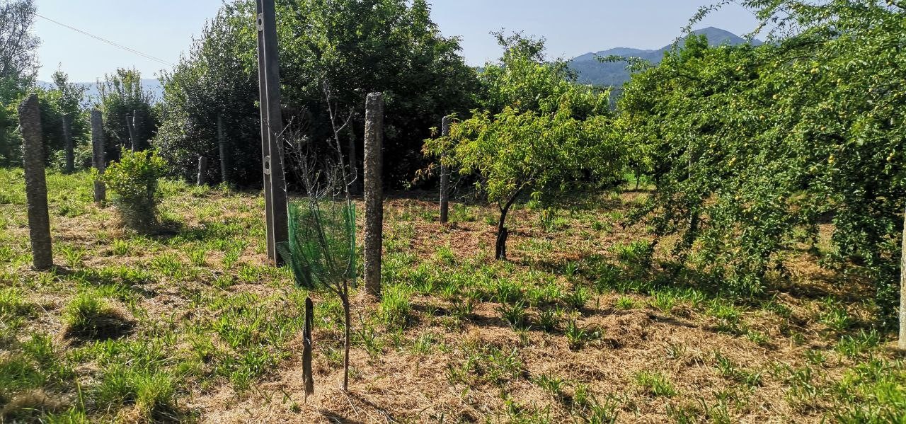  Land in Arcos de Valdevez, Portugal No. 242517