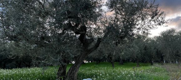 Земельный участок 1300м² в Москуфо, Италия № 172371 3