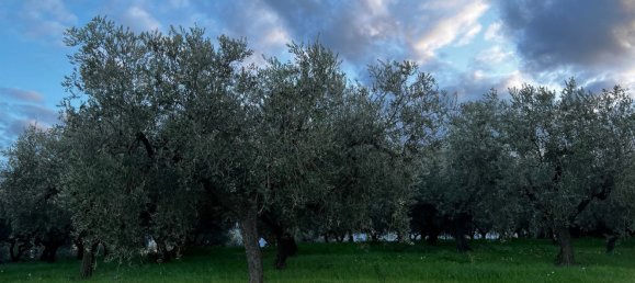 Земельный участок 1300м² в Москуфо, Италия № 172371 9