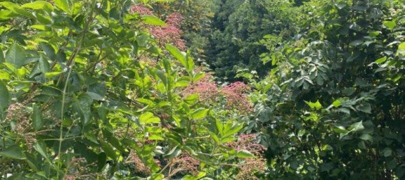 705m² Land in Hernals, Austria No. 51679 4