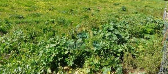 Земельный участок 394м² в Мафра, Португалия № 147739 4