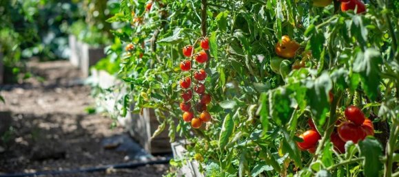 3 Schlafzimmer Haus in Monchique, Portugal, Nr. 283128 8