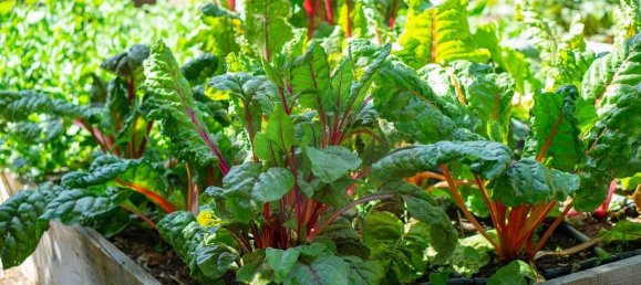 3 Schlafzimmer Haus in Monchique, Portugal, Nr. 283128 9