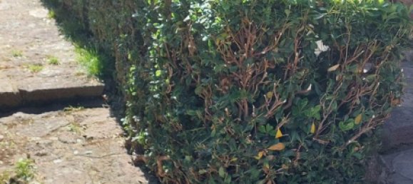 1 chambre Appartement à Capraia Isola, Italy No. 317967 24