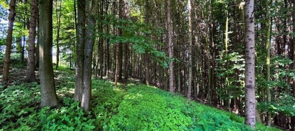 Дом с 7 комнатами в Регау, Австрия № 95309 15