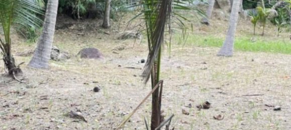  Commercial property in Surat Thani, Thailand No. 24814 2