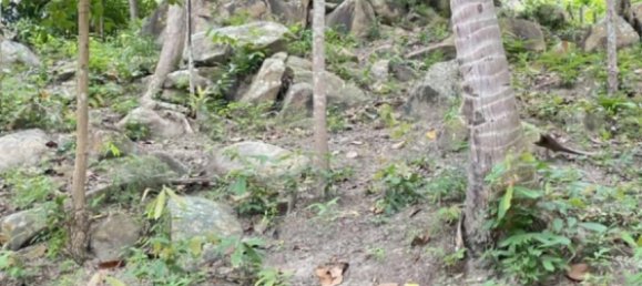  Commercial property in Surat Thani, Thailand No. 24814 3