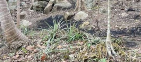  Commercial property in Surat Thani, Thailand No. 24814 4