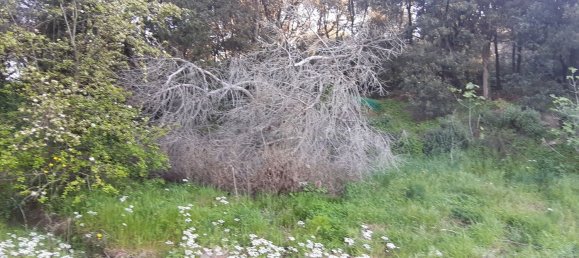 1225m² Land in Livorno, Italy No. 184472 4