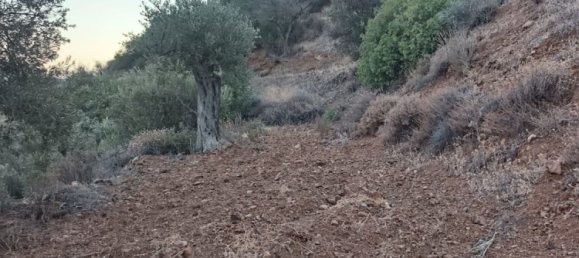 11039m² terrain à vendre à Pano Lefkara, Larnaka, Cyprus № 181261 8