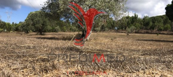 3 bedrooms House in Alvalade, Portugal No. 67658 10