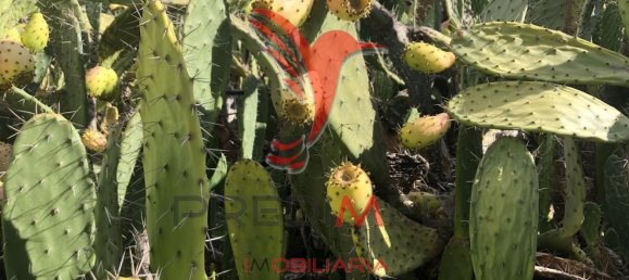 3 bedrooms House in Alvalade, Portugal No. 67658 4