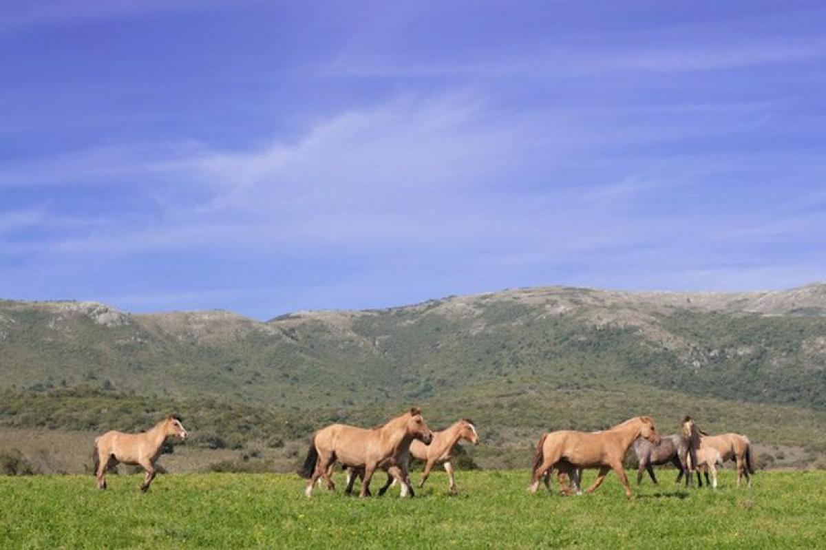 Bauernhof in Maldonado, Uruguay, Nr. 15412