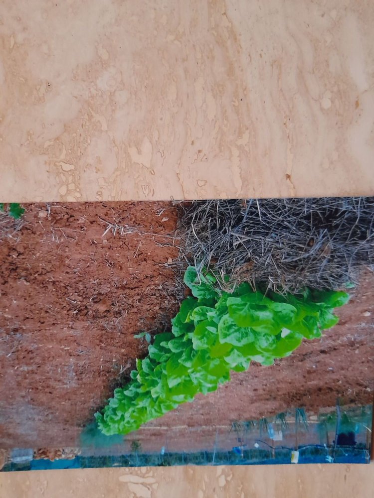  Land in Porto Torres, Italy No. 365062