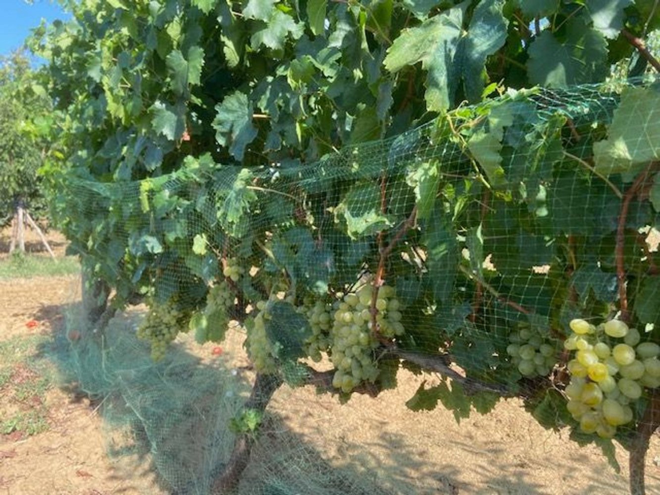  قطعة أرض في Grosseto, Italy 10000متر مربع رقم 283425