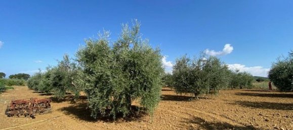 قطعة أرض في Grosseto, Italy 10000متر مربع رقم 283425 11