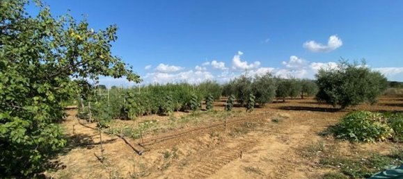 قطعة أرض في Grosseto, Italy 10000متر مربع رقم 283425 20