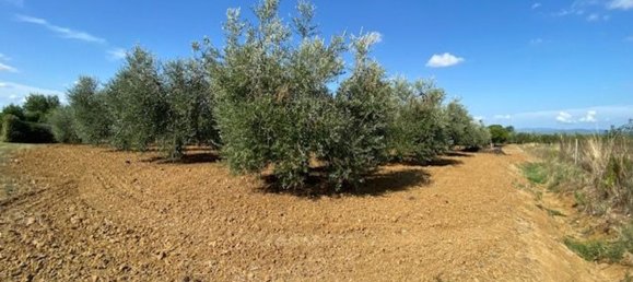 قطعة أرض في Grosseto, Italy 10000متر مربع رقم 283425 17