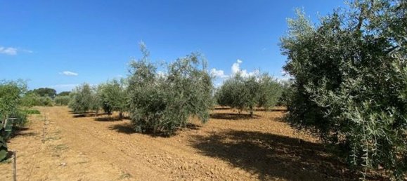 قطعة أرض في Grosseto, Italy 10000متر مربع رقم 283425 19