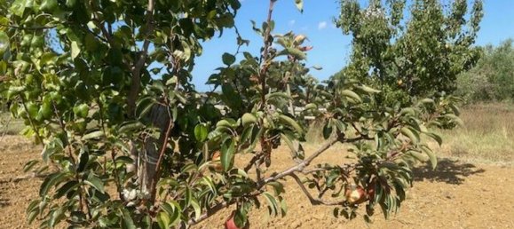 قطعة أرض في Grosseto, Italy 10000متر مربع رقم 283425 3