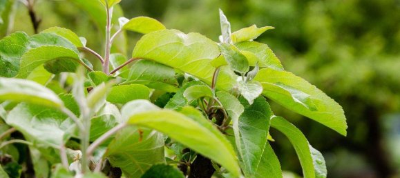 3 rooms Apartment in Mittersill, Austria No. 244422 2