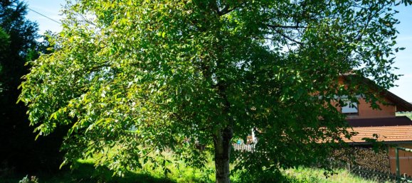  Land in Vocklamarkt, Austria No. 243775 6