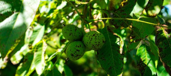  Land in Vocklamarkt, Austria No. 243775 4