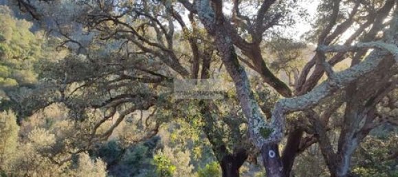 Land in Monchique, Portugal No. 151601 5