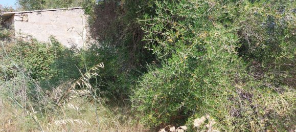 1 Schlafzimmer Haus in Campanet, Spain, Nr. 165189 13