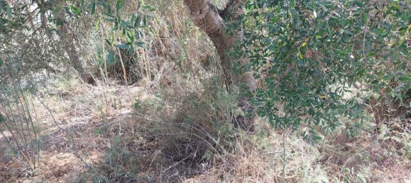 1 Schlafzimmer Haus in Campanet, Spain, Nr. 165189 17