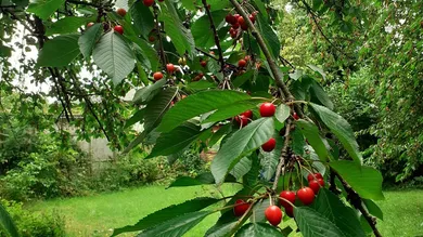 777m² Land in Krenglbach, Austria No. 165015