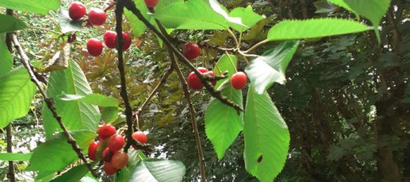 777m² Land in Krenglbach, Austria No. 165015 17