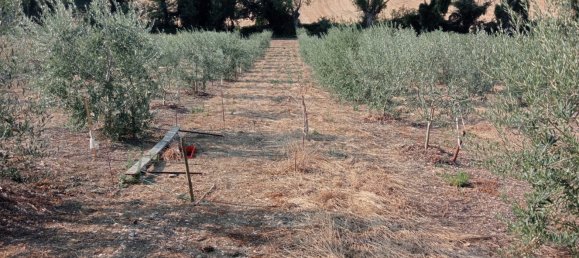 7500m² Land in Monte Porzio, Italy No. 76431 3