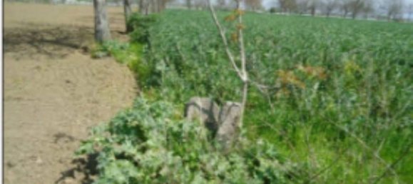 4465m² Land in Orta di Atella, Italy No. 376741 10